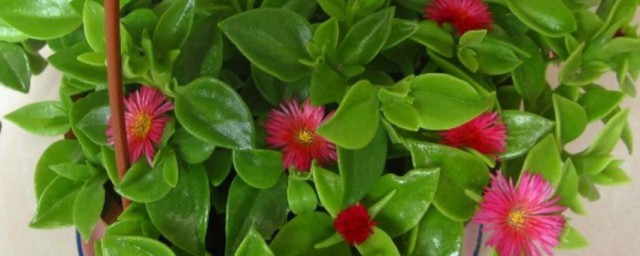 三叶牡丹如何养殖方法(牡丹养殖方法和注意事项养)