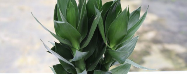 观音竹的水培养殖方法(水培观音竹的养殖方法)