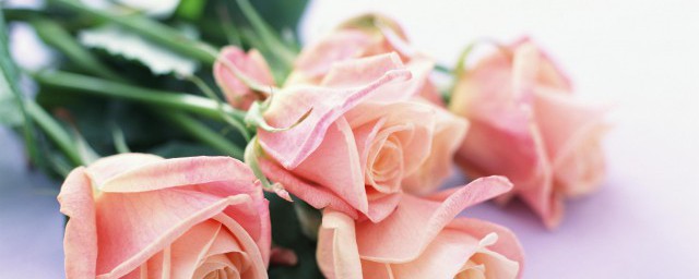 地栽月季花如何养(月季花地栽的养殖方法和注意事项)