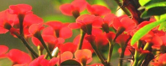 刺梅花怎么养殖养护(刺刺梅的养殖方法)