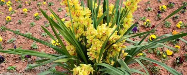 如何养殖蕙兰(野生蕙兰盆栽的养殖方法)