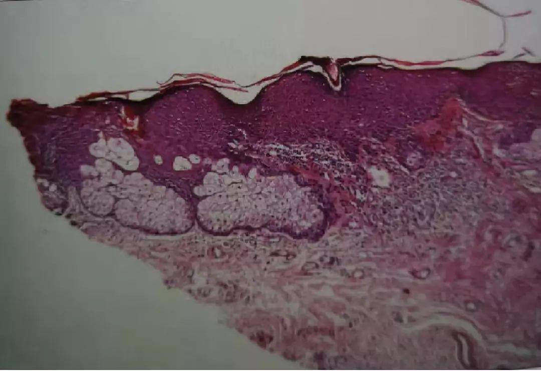 刘晓庆内裤，刘晓庆的婚史有几次(刘晓庆的婚姻生活)