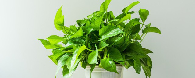 怎么给绿萝浇水(绿萝浇水怎么浇水)