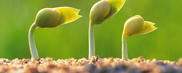 能产生种子的植物介绍(什么能产生种子的植物)