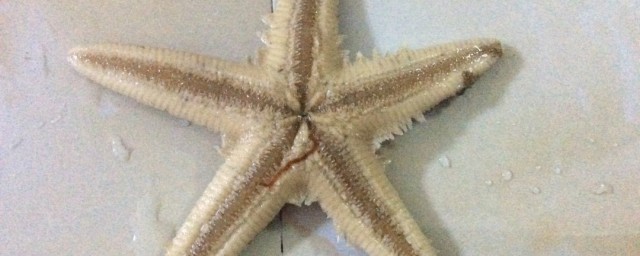 海星的解释(海星是怎么说)