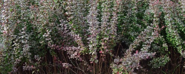 紫叶小檗繁殖有哪些方法(紫叶小檗什么时候移栽)