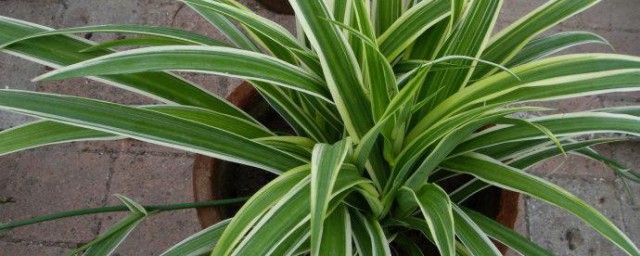 如何养殖竹叶吊兰(吊兰的养殖方法和注意事项四季常青竹)