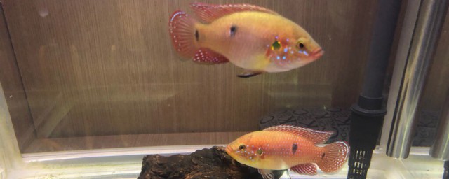 怎么养红宝石鱼(红宝石鱼养殖方法和注意事项)