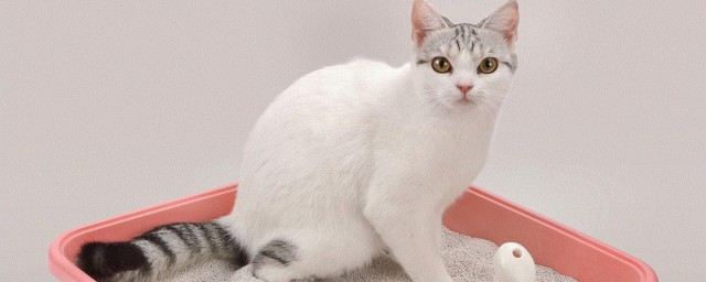 猫砂多久换次(猫砂多长时间彻底换一次)