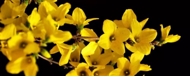 连翘是什么(连翘是什么意思解释)