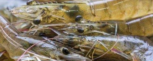 养殖虾的方法家里养殖(虾怎么养殖技术)