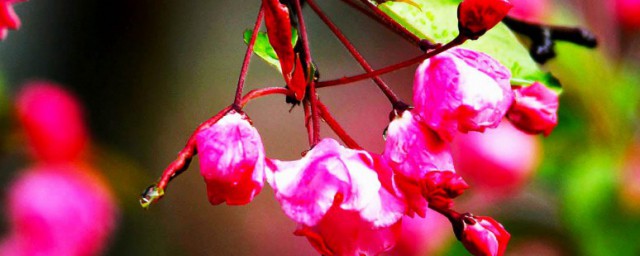 垂丝海棠花的花语和寓意是什么(海棠花的花语与寓意是什么)