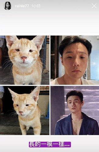 李荣浩与柴犬对比图，刘昊然柴犬对(杨丞琳晒李荣浩与柴犬对比图)