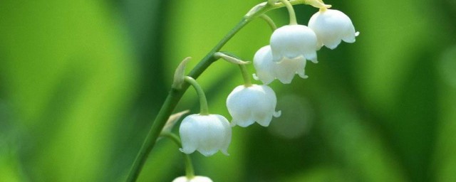 铃兰的介绍(铃兰百度百科)