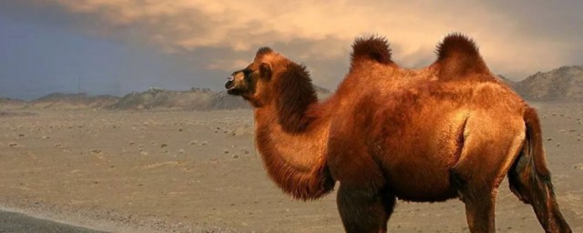 骆驼简单介绍(骆驼介绍资料大全)