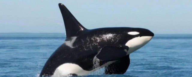 虎鲸简单介绍(虎鲸的相关资料和介绍)