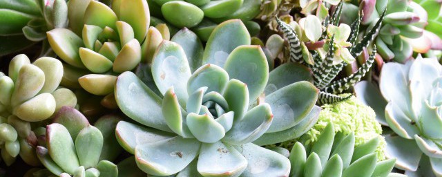 口红多肉植物如何养(口红多肉养殖方法和注意事项)