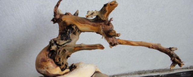 怎么储存柏树(柏树怎么载好活)