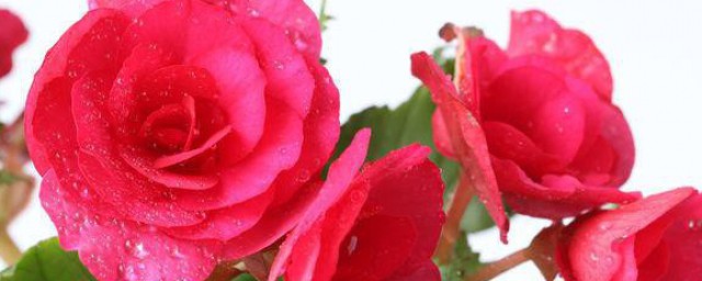 丽格海棠怎么养殖(丽格海棠如何养殖)