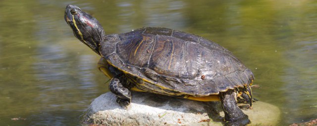 巴西龟饲养方法(巴西龟饲养方法视频)