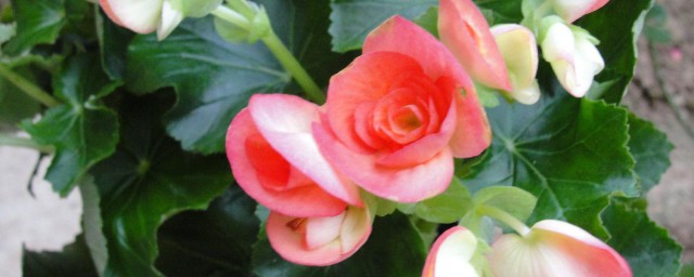 关于海棠花的习性介绍(海棠花的种类和特点)