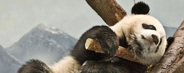 熊猫的简介(熊猫的简介150字左右)