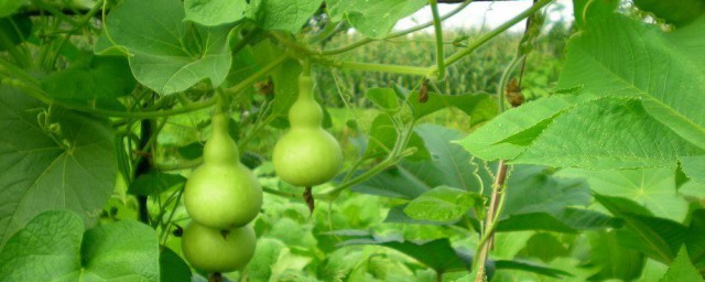 小型葫芦如何种植的(怎样种植小葫芦?)