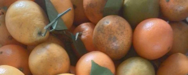 怎么储存乌橙(橙子怎么保鲜)