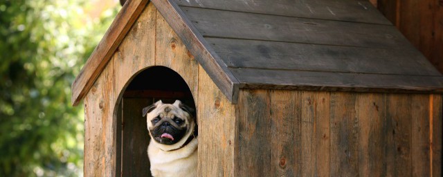 办理狗证需要的资料有什么(狗狗办狗证需要哪些材料)