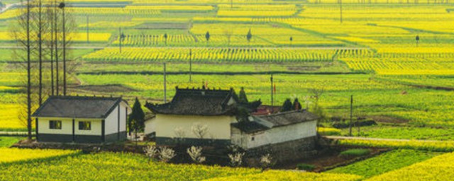 2021年汉中油菜花节介绍(2022汉中油菜花节在哪个县)