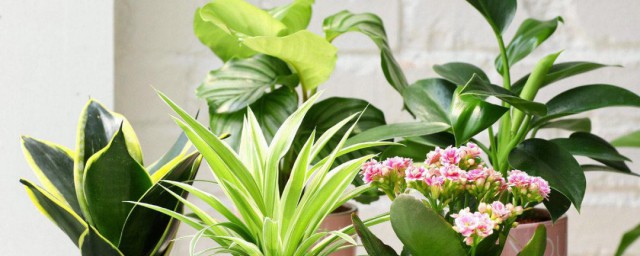 适合放什么花在办公桌上(办公桌上摆放什么花)