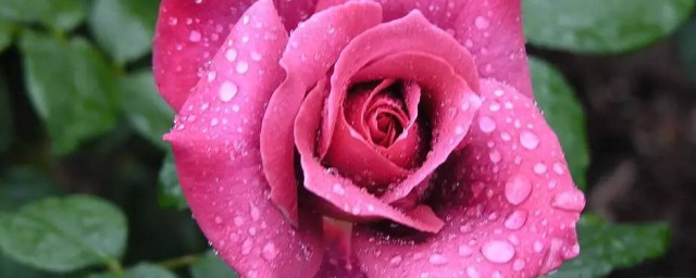 水培月季花如何养殖(月季花可以用水栽培吗)