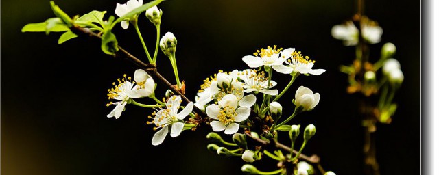 雪柳耐寒温度多少(雪柳最低温度)