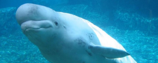 白鲸简单介绍(关于白鲸的资料简介)