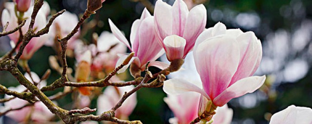 玉兰花有毒吗(白色的玉兰花有毒吗)