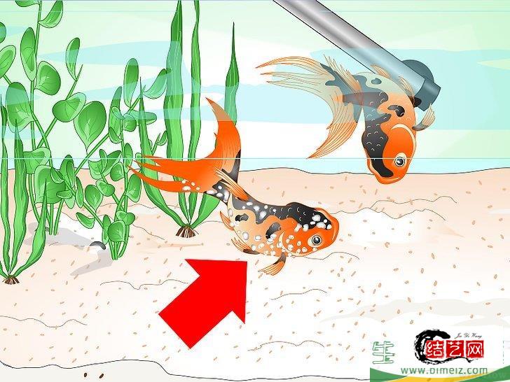 怎么挽救快死的金鱼 怎么挽救快死的金鱼