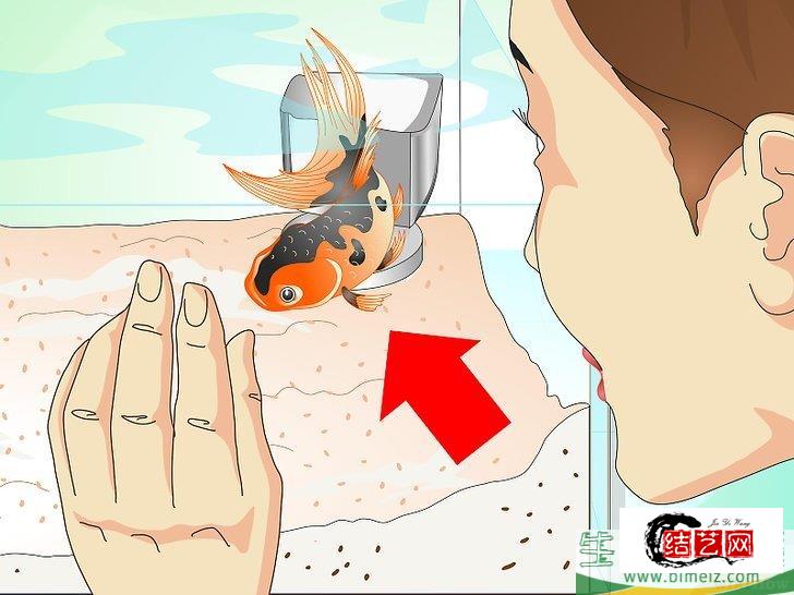 怎么挽救快死的金鱼 怎么挽救快死的金鱼