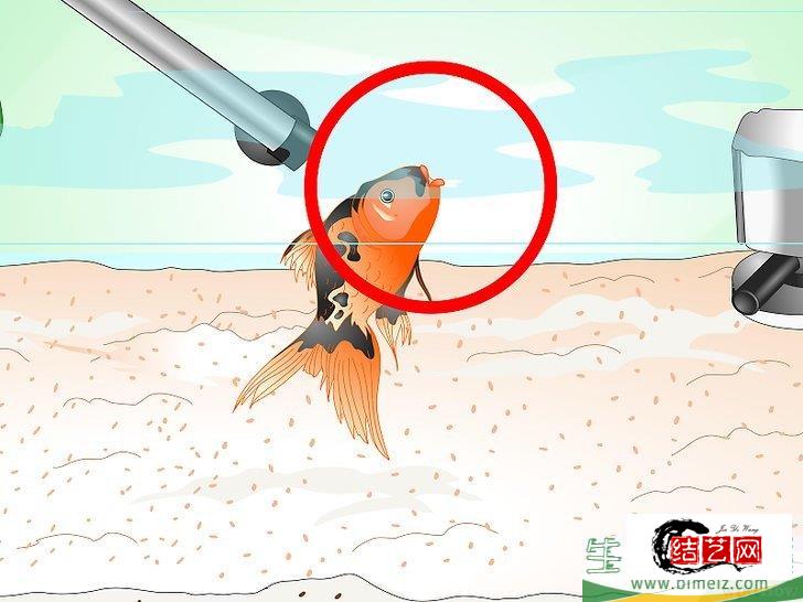 怎么挽救快死的金鱼 怎么挽救快死的金鱼