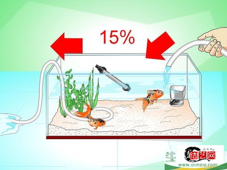 怎么挽救快死的金鱼 怎么挽救快死的金鱼