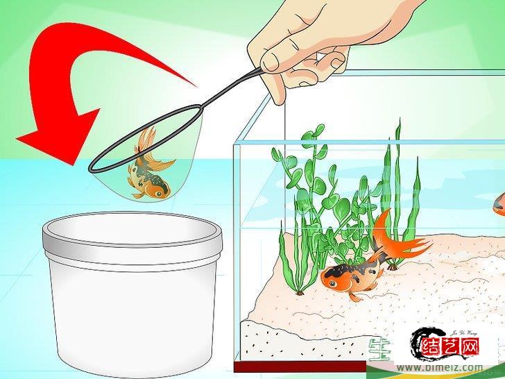怎么挽救快死的金鱼