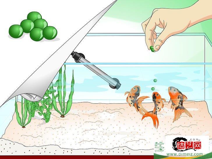 怎么挽救快死的金鱼 怎么挽救快死的金鱼