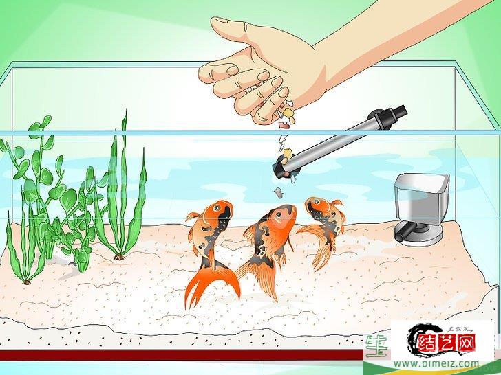 怎么挽救快死的金鱼 怎么挽救快死的金鱼