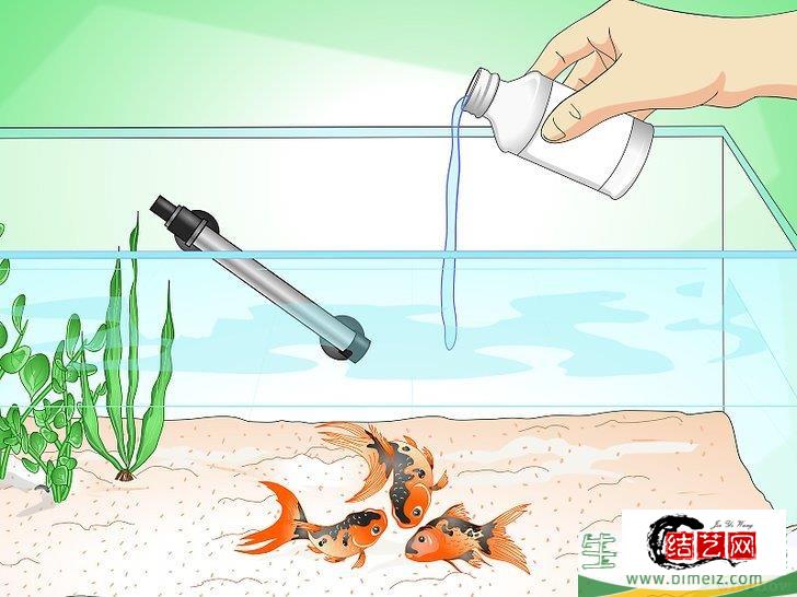 怎么挽救快死的金鱼 怎么挽救快死的金鱼