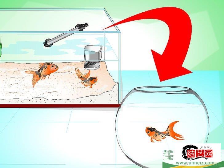 怎么挽救快死的金鱼 怎么挽救快死的金鱼