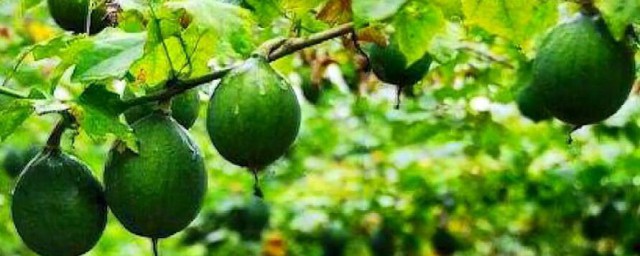 瓜蒌的功效与作用禁忌有哪些(瓜蒌的禁忌与副作用)