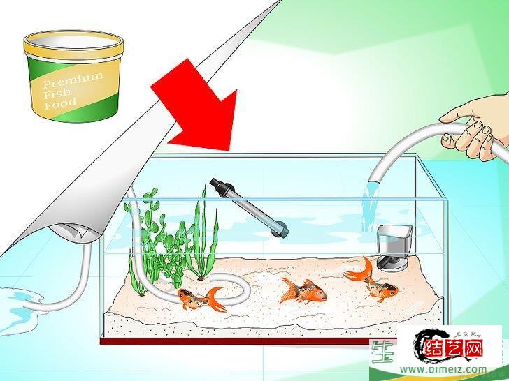 怎么挽救快死的金鱼 怎么挽救快死的金鱼