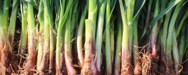 野蒜苗的功效与作用及禁忌是什么(野蒜苗的营养价值)