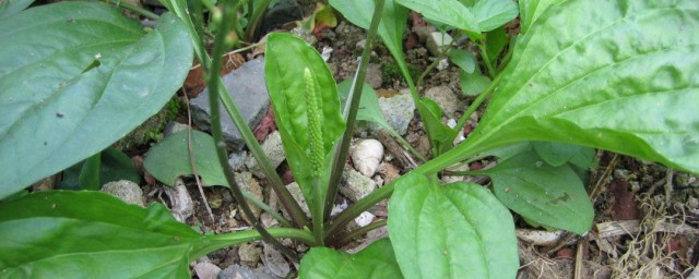 三叶青的功效与作用及禁忌有哪些(三叶青的功效与作用 三叶青的副作用(3)