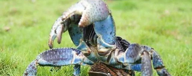 椰子蟹养殖(椰子蟹养殖场)