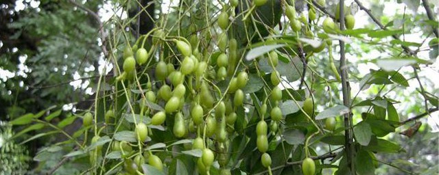 槐豆的功效和作用禁忌(槐豆子的作用)